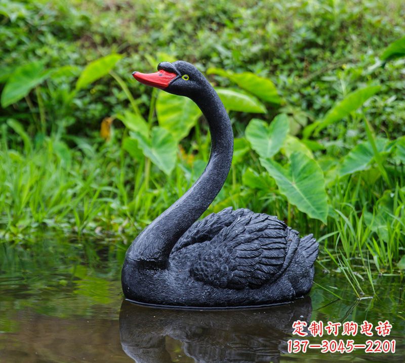 无锡黑天鹅婉约鱼尾,完美呈现园林水塘水景