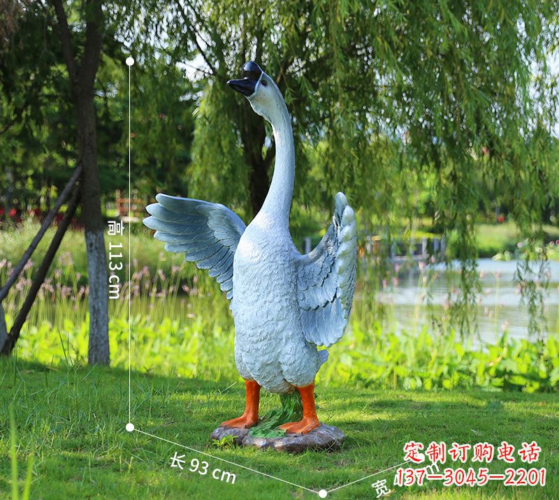 无锡站立的灰色展翅天鹅